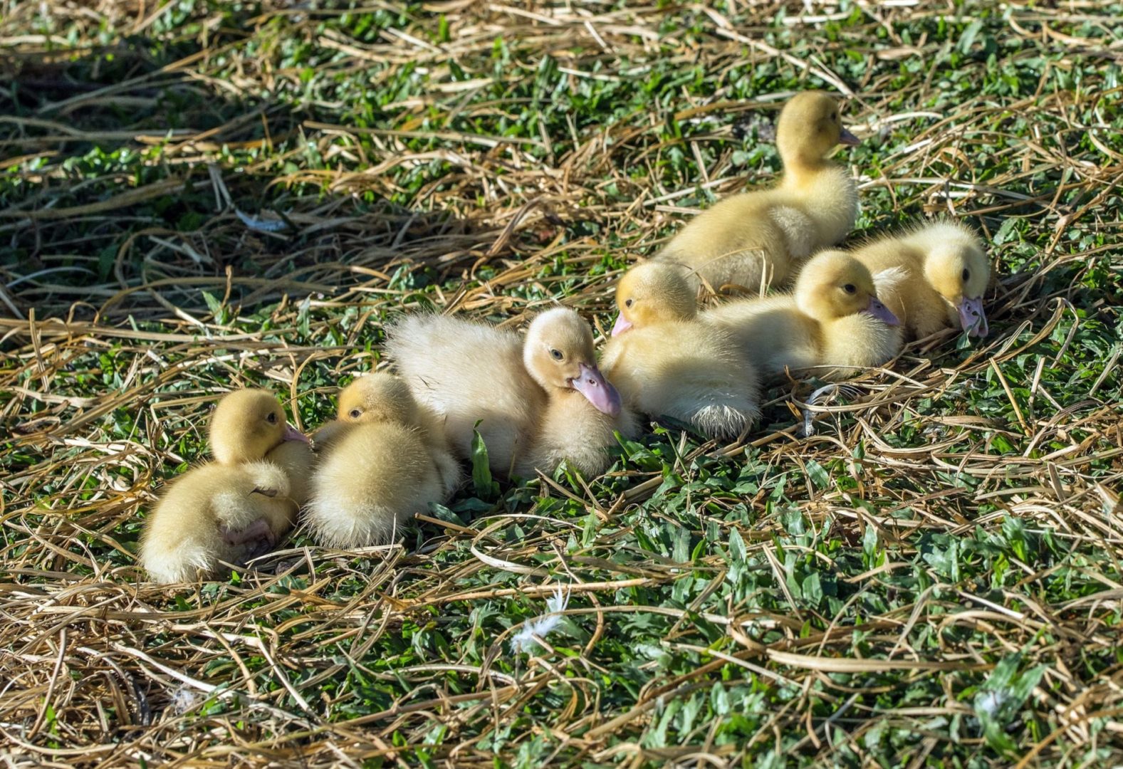 ducklings on grass